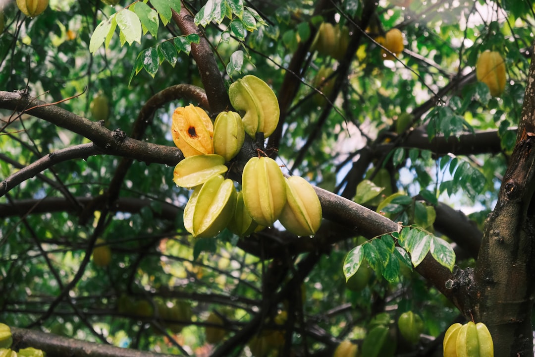 Calorias da carambola: guia prático sobre carambola calorias e nutrientes